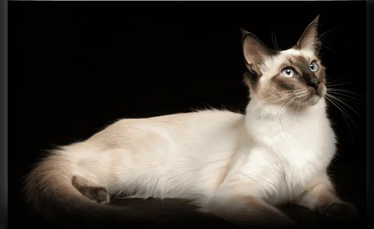 Балинезийская кошка