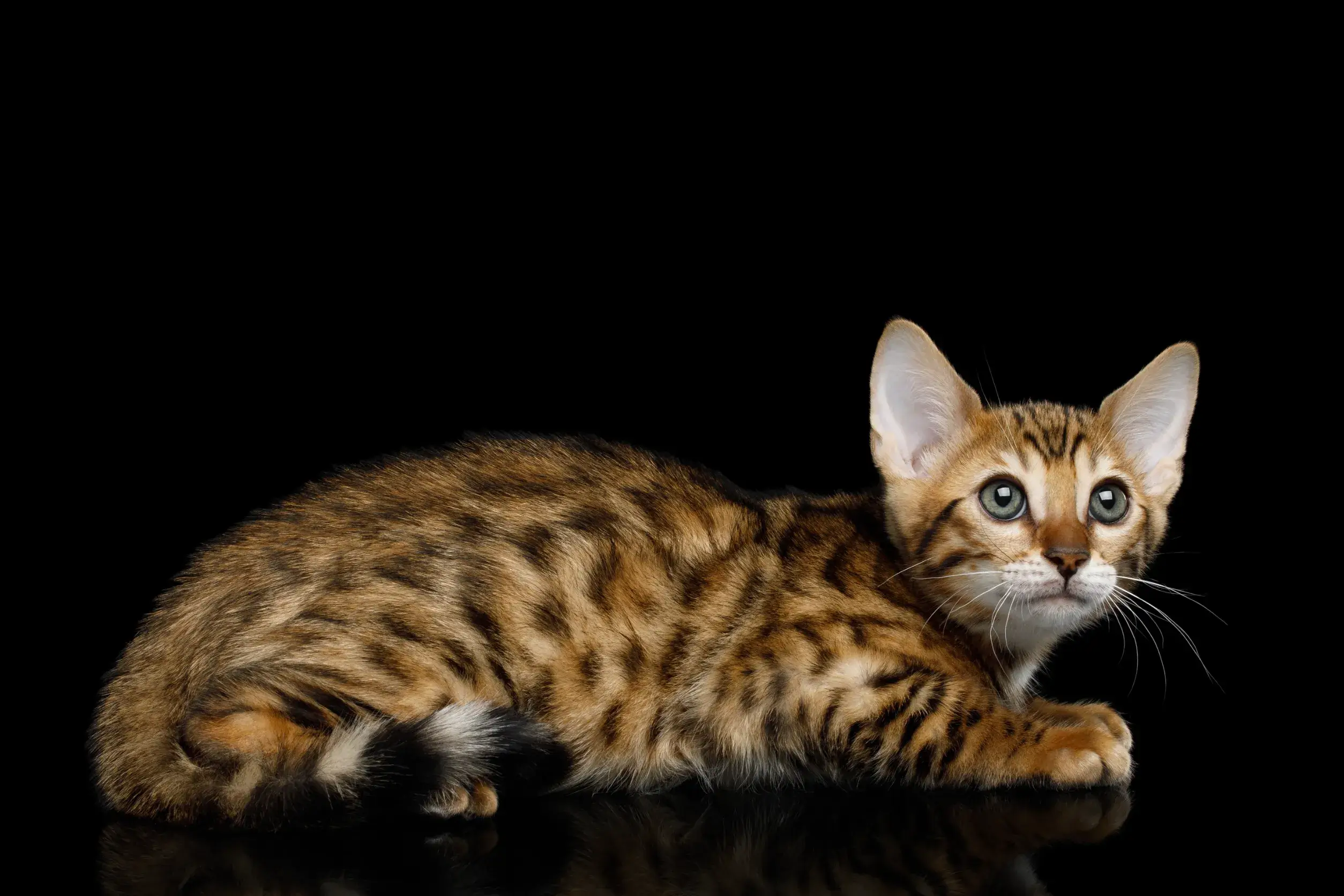Бенгальская кошка