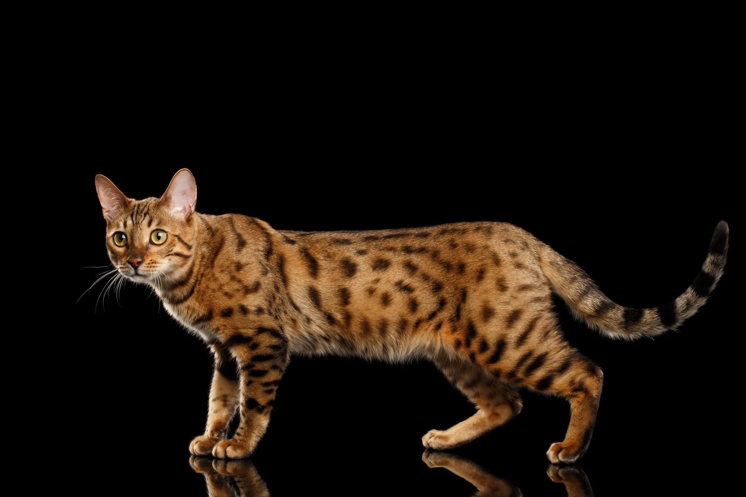 Бенгальская кошка
