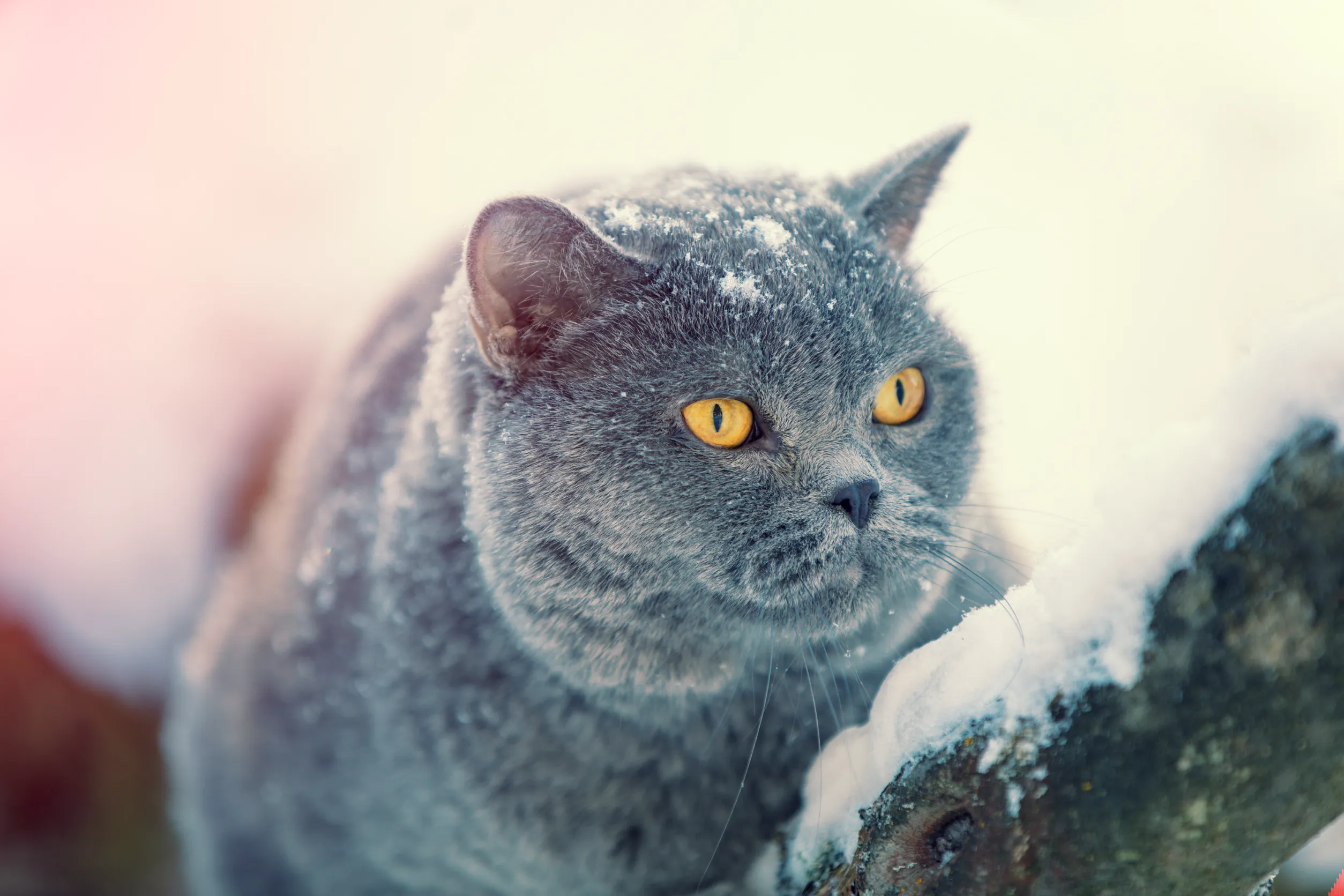 Британская короткошёрстная
