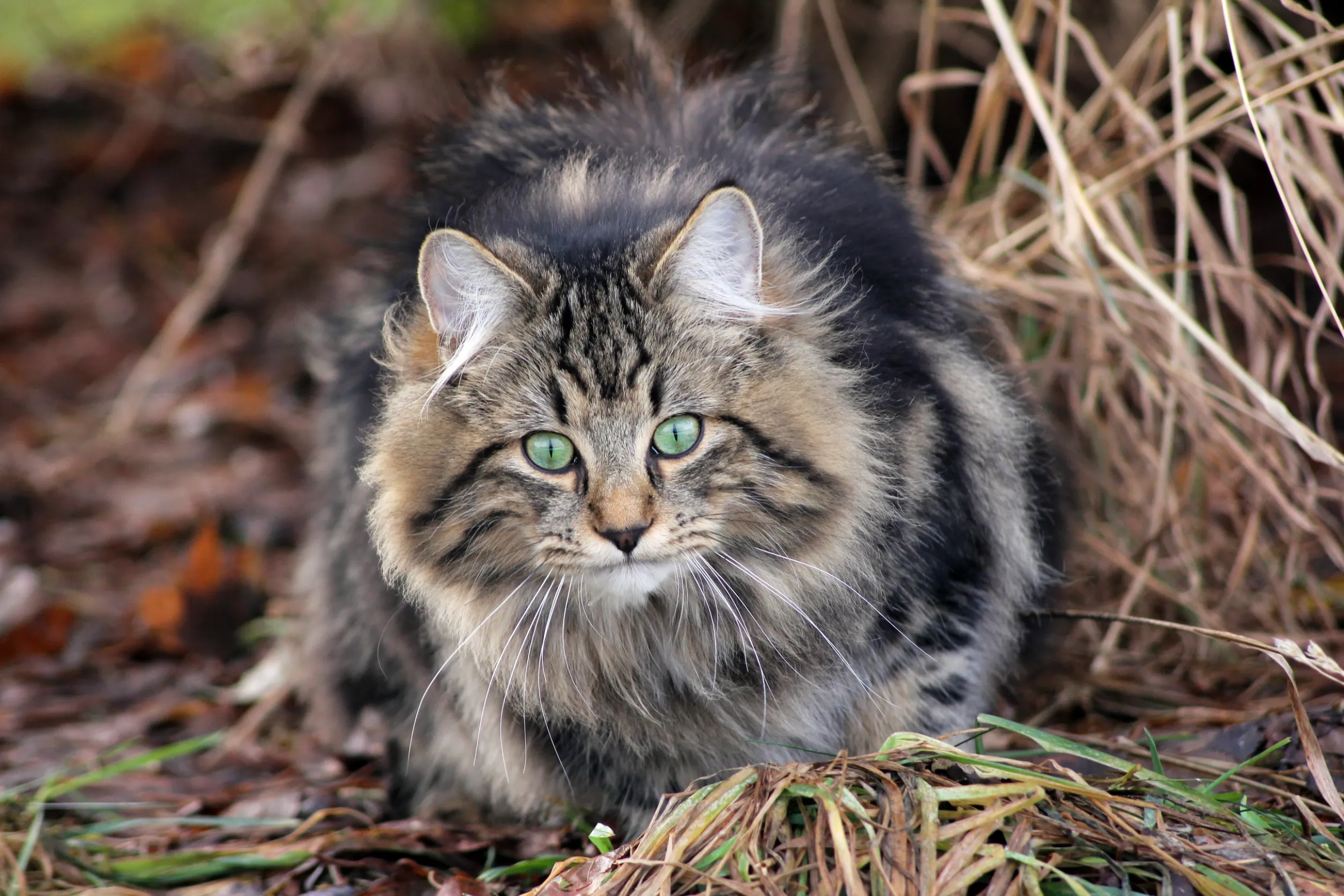 Норвежская лесная кошка
