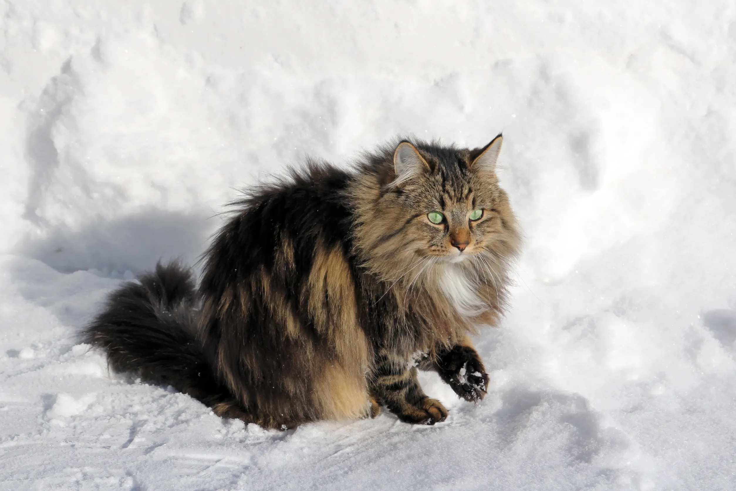 Норвежская лесная кошка