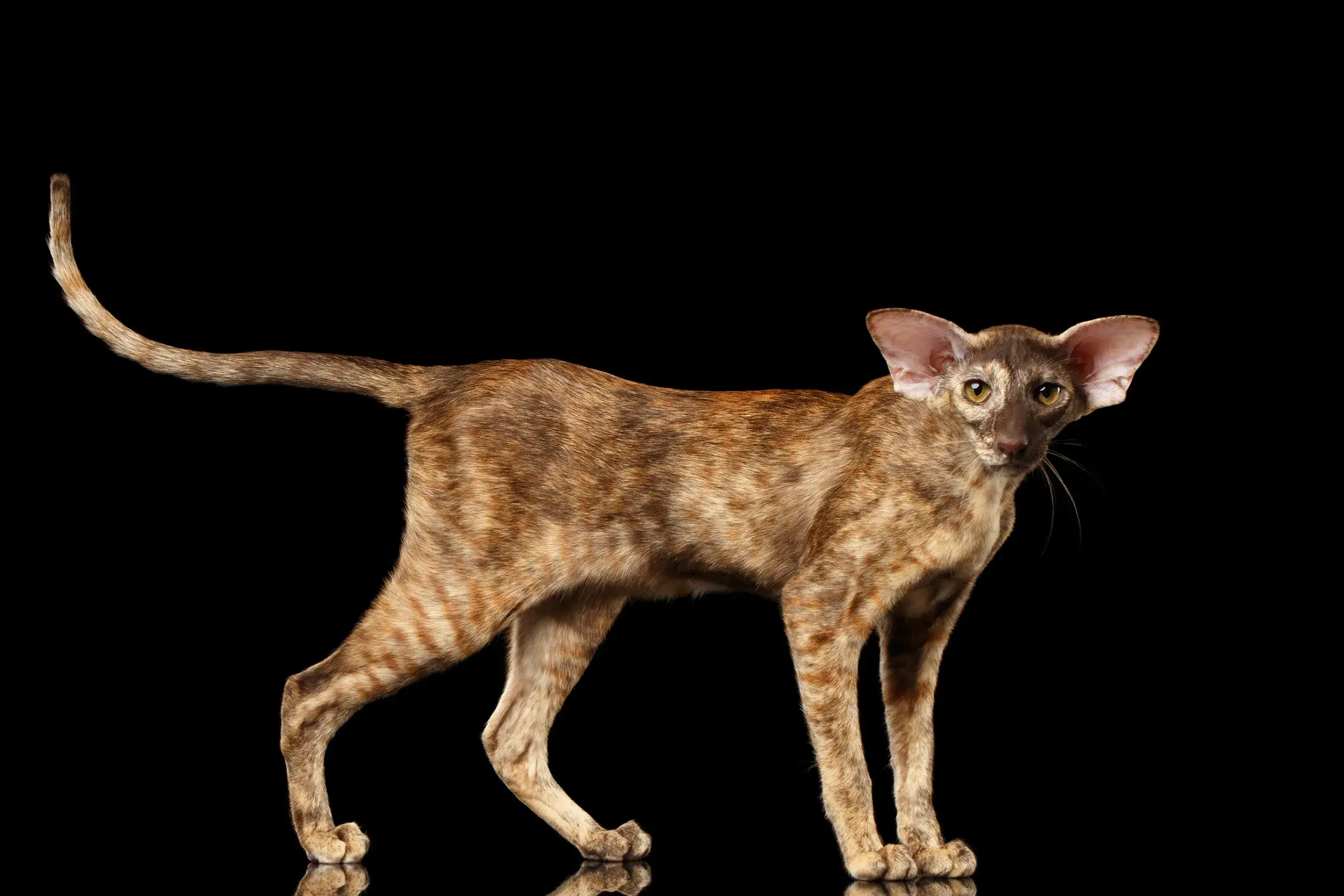Ориентальная кошка