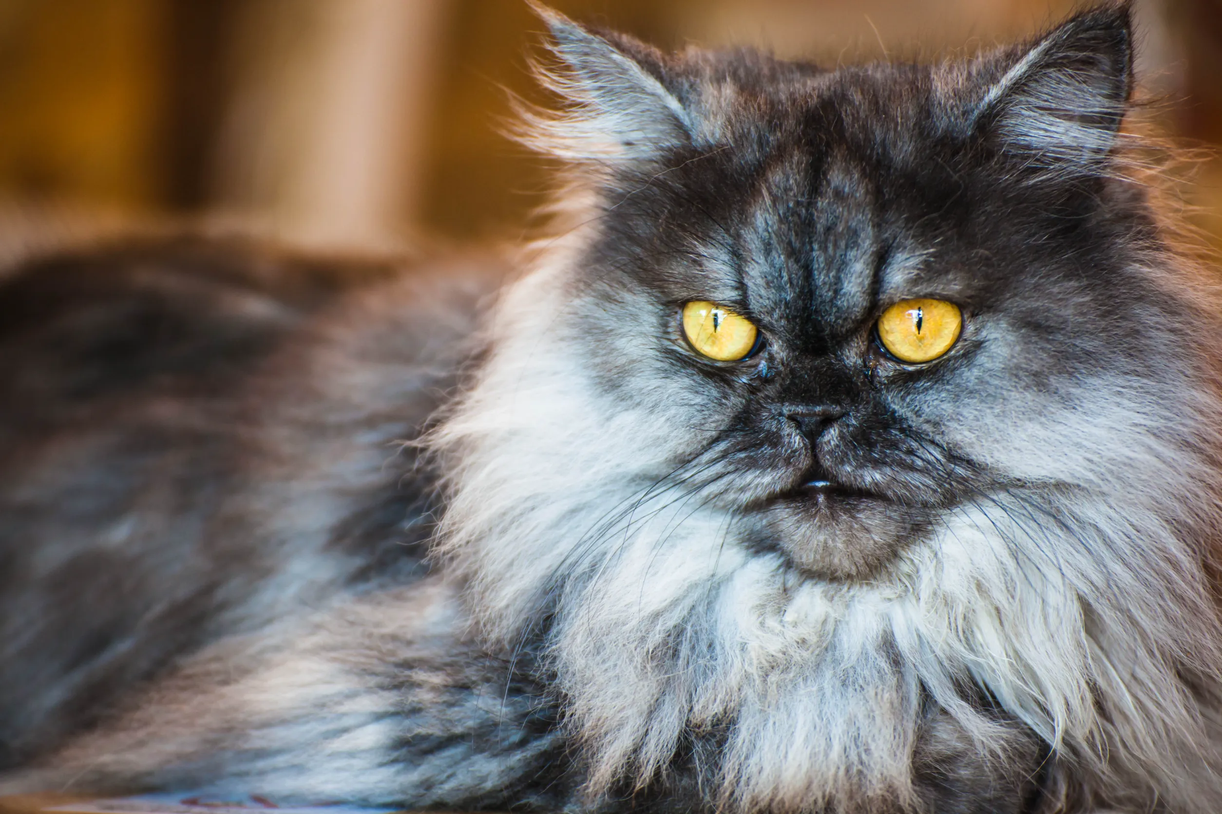 Персидская кошка