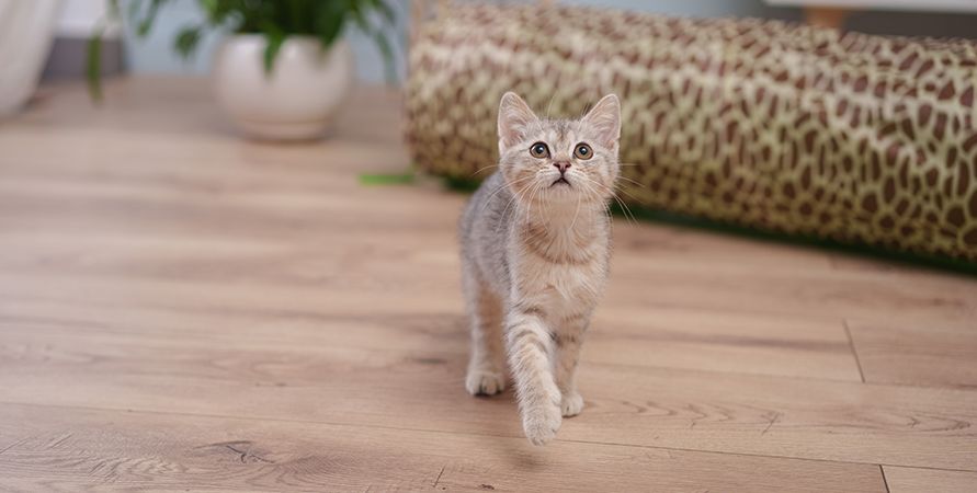 Котёнок дома: первые дни без суеты