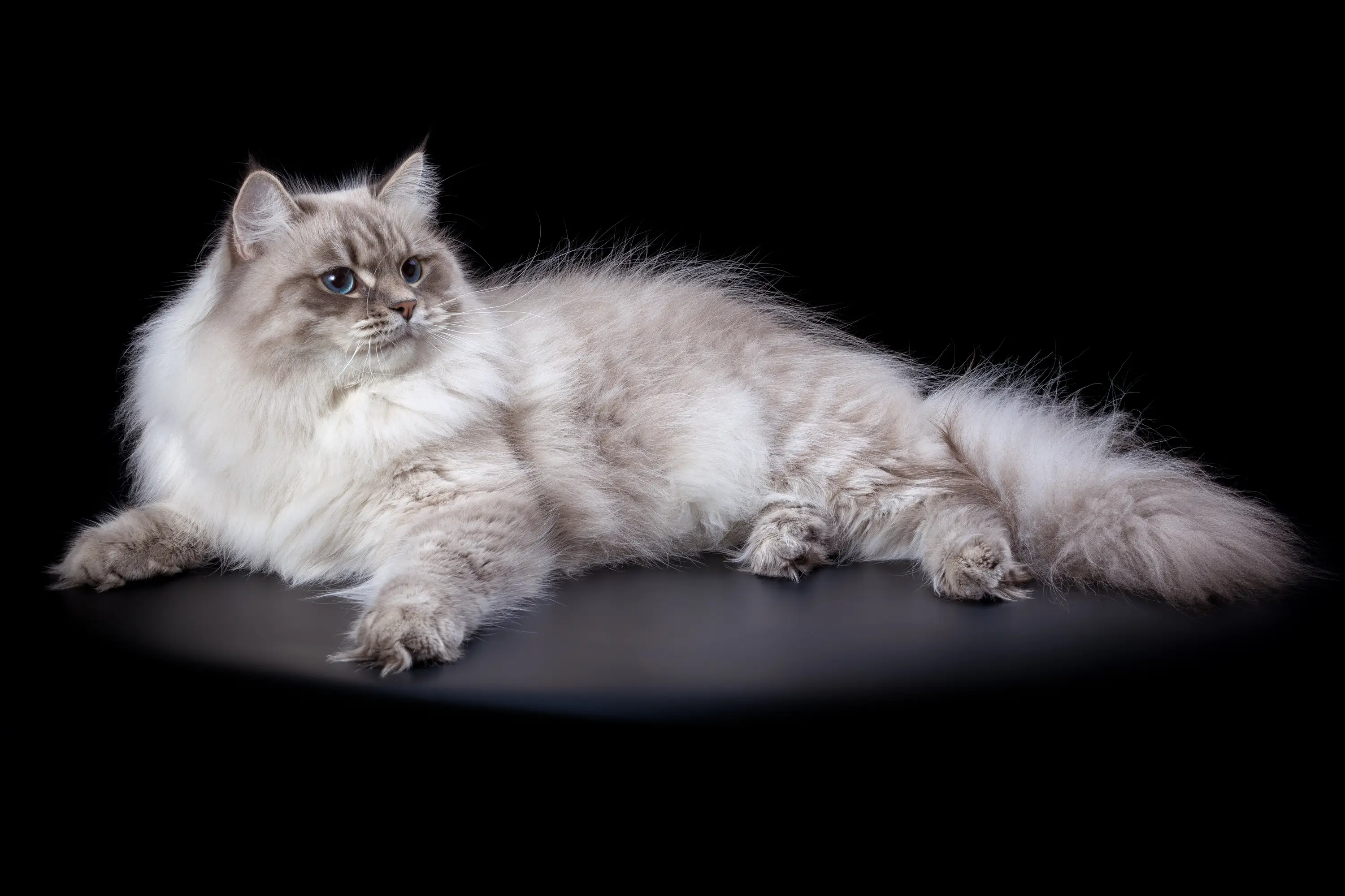 Сибирская кошка