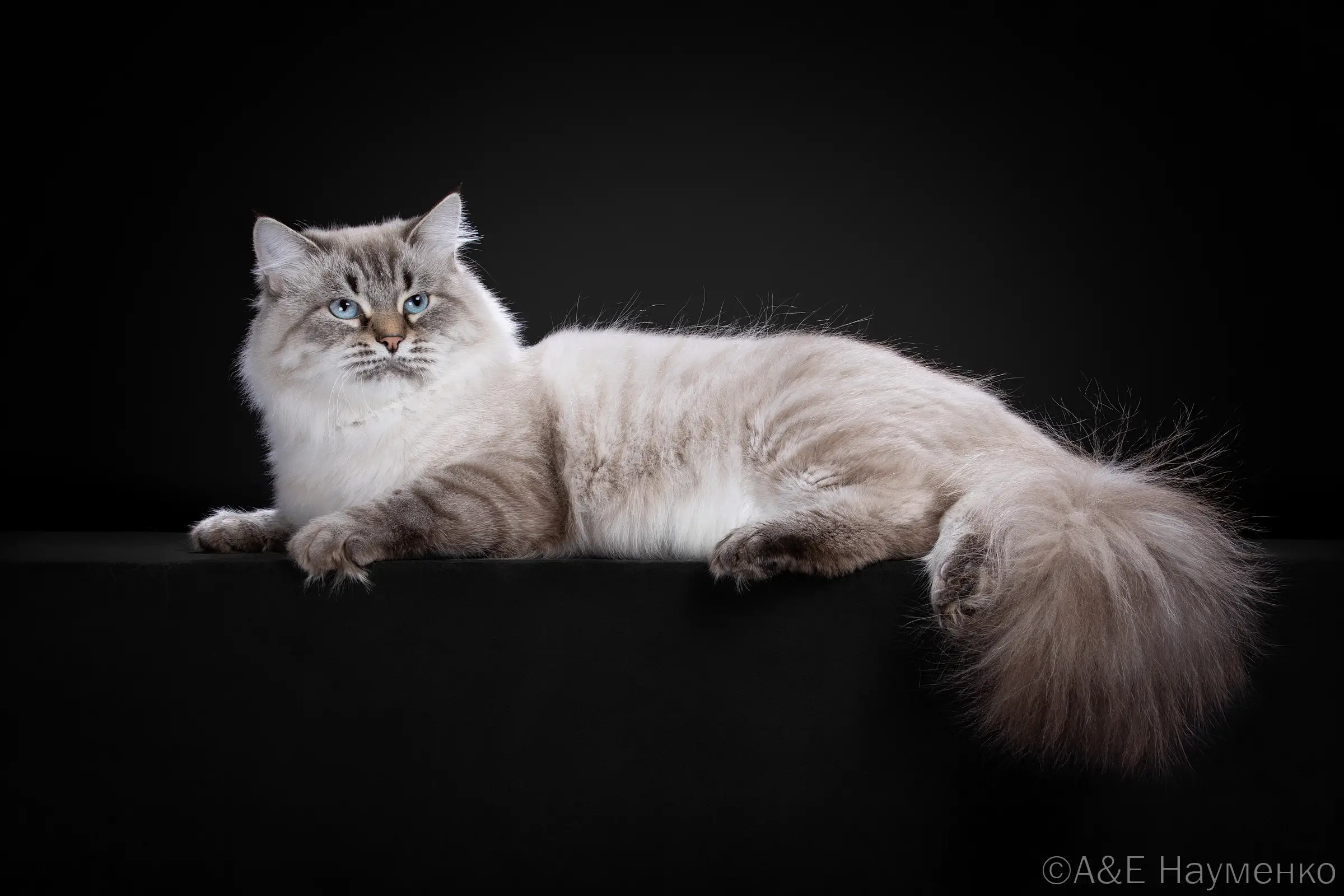 Сибирская кошка