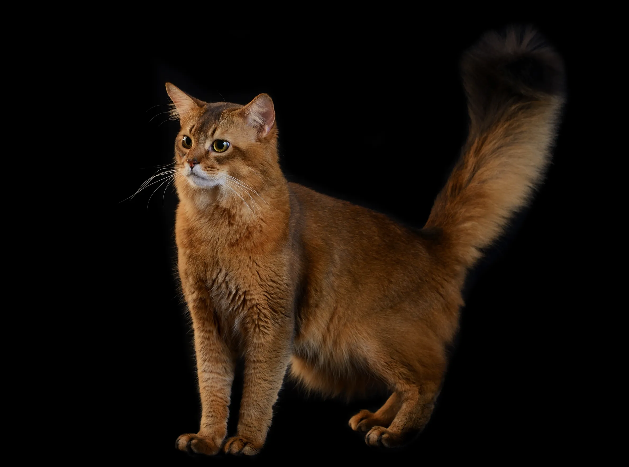 Сомалийская кошка